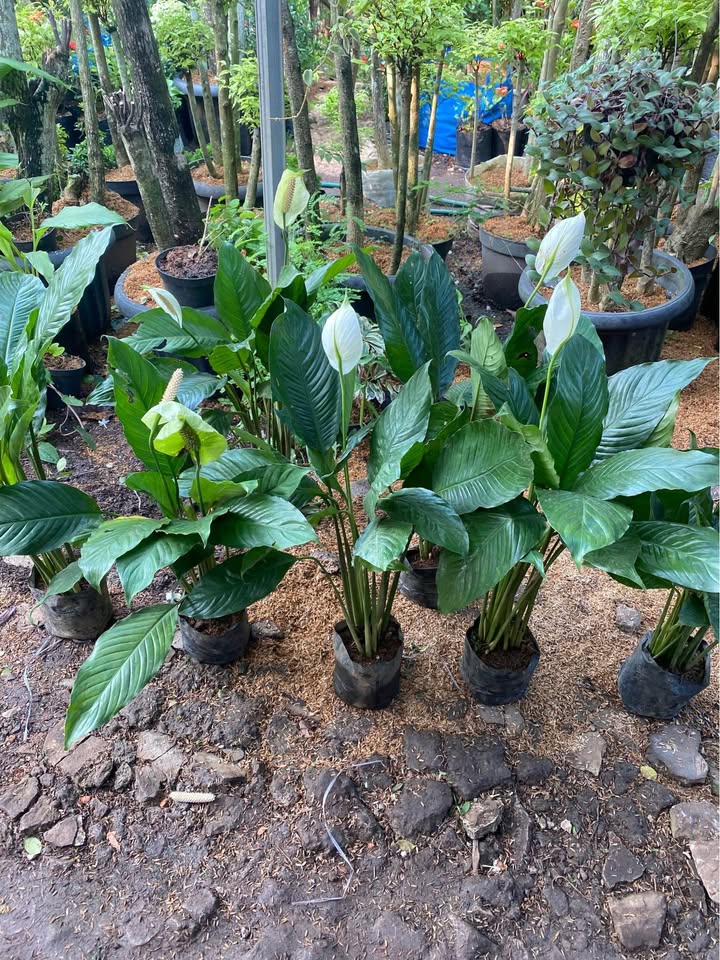 Peace Lily siap pajang untuk proyek dekorasi tanaman Tamannika