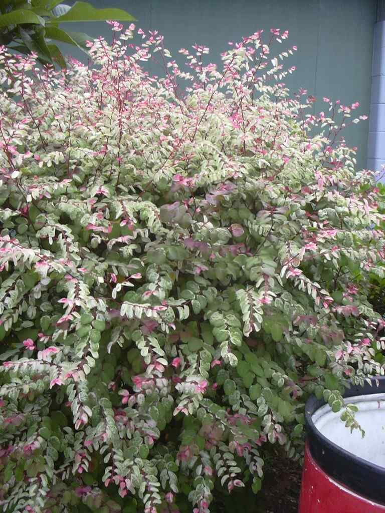 Jual tanaman hias Pretty Pink Retiping Breynia Pink Semak Salju untuk taman dan landscape