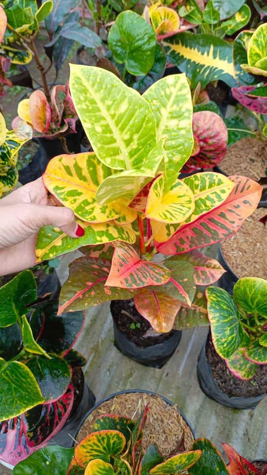 Tanaman Puring untuk taman outdoor dan landscape