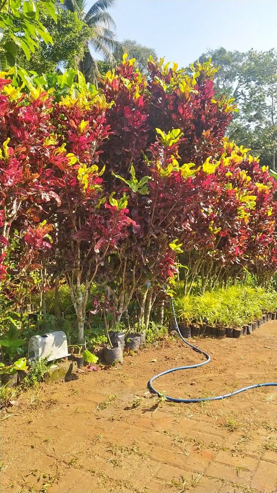 Tanaman hias daun warna-warni Puring untuk pot
