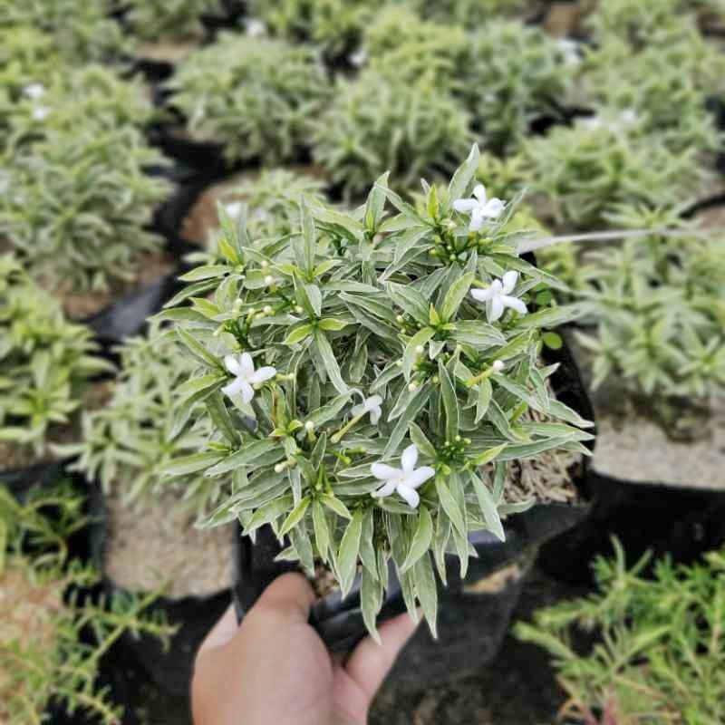 Jual tanaman hias Rombusa mini berbunga putih untuk taman