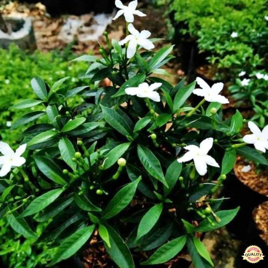 Tanaman Rombusa mini untuk pagar rendah dan border taman