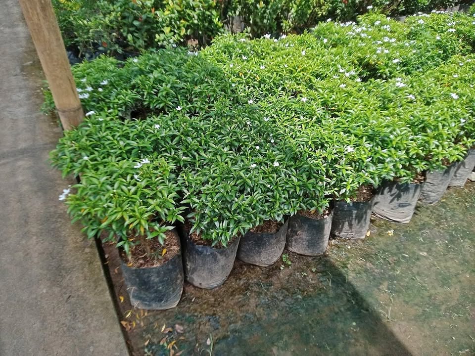 Rombusa mini daun rimbun bunga putih untuk landscape