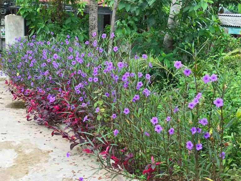 Jual tanaman hias Ruelia Ruellia Kencana Ungu untuk taman dan landscape