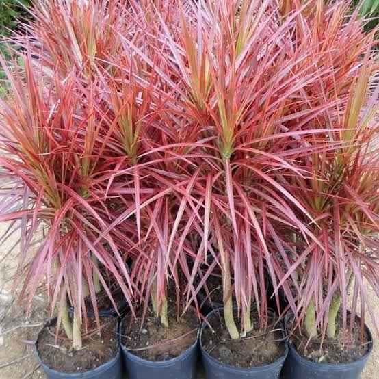 Jual tanaman hias Tricolor Cordyline Hanjuang untuk aksen taman