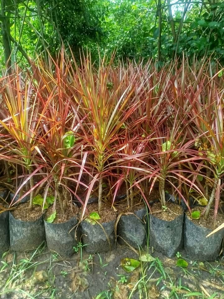 Tanaman hias Tricolor untuk border taman dan landscape