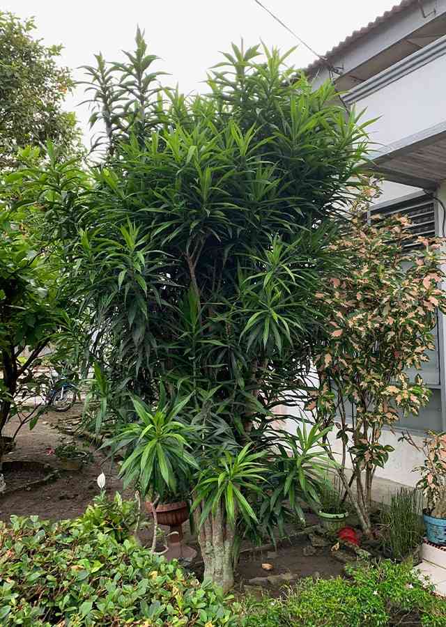jual tanaman hias suji belut tanaman hias 1