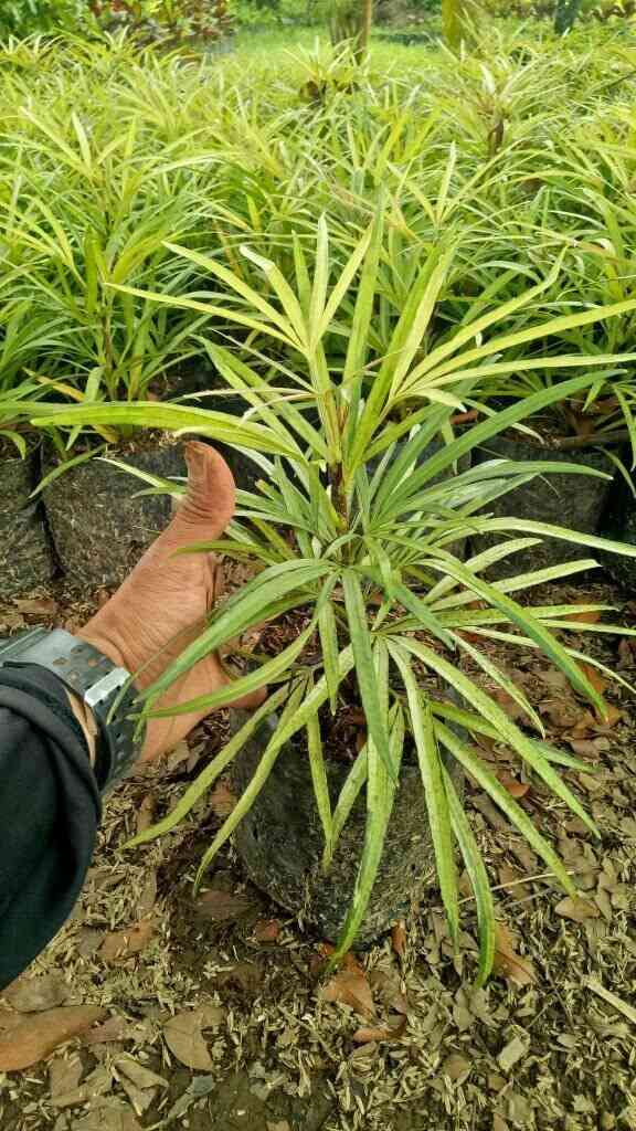 jual tanaman hias suji belut tanaman hias 2