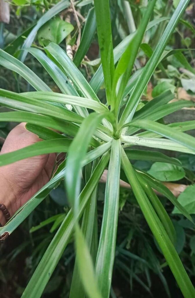 jual tanaman hias suji belut tanaman hias 4
