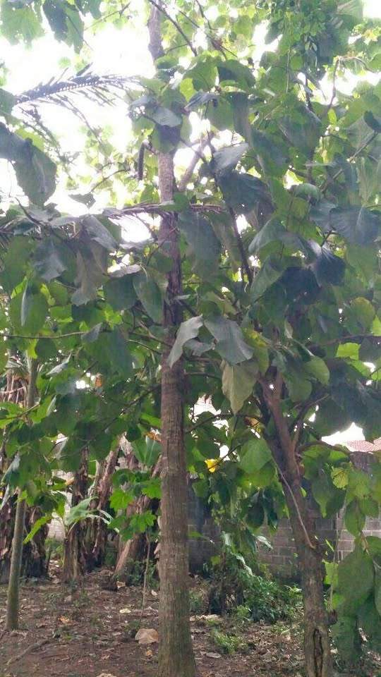 jual pohon waru