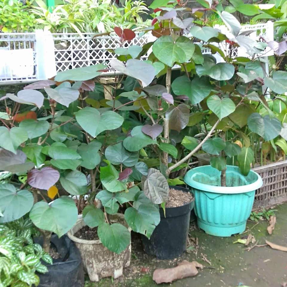 Pohon Waru tinggi 1 meter dan 2 meter siap tanam untuk pembibitan dan taman minimalis