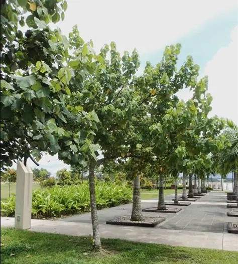 Pohon Waru besar tinggi 5 meter lebih untuk proyek landscape profesional dan pelindung utama