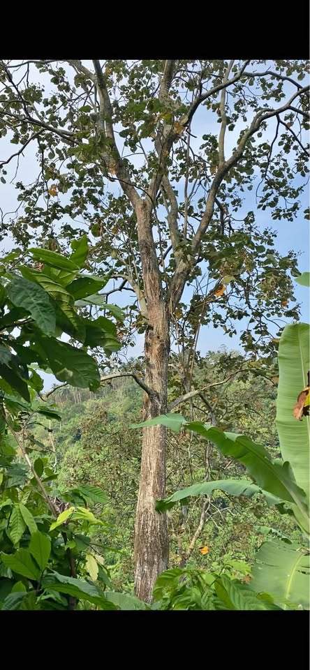Pohon Waru tinggi 3 meter pelindung untuk lanskap kantor jalan raya dan perumahan